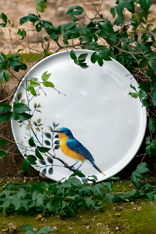 Prato Raso Bio Birdy