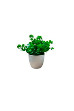 vaso decorativo com planta