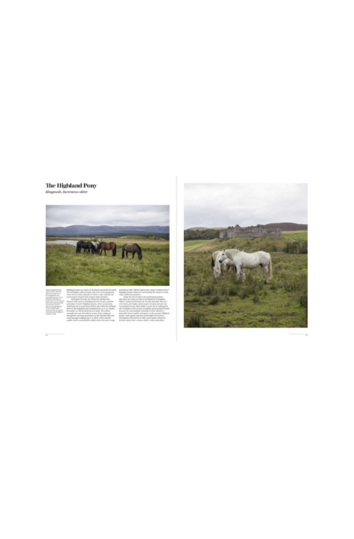 livro cavalo preto 02