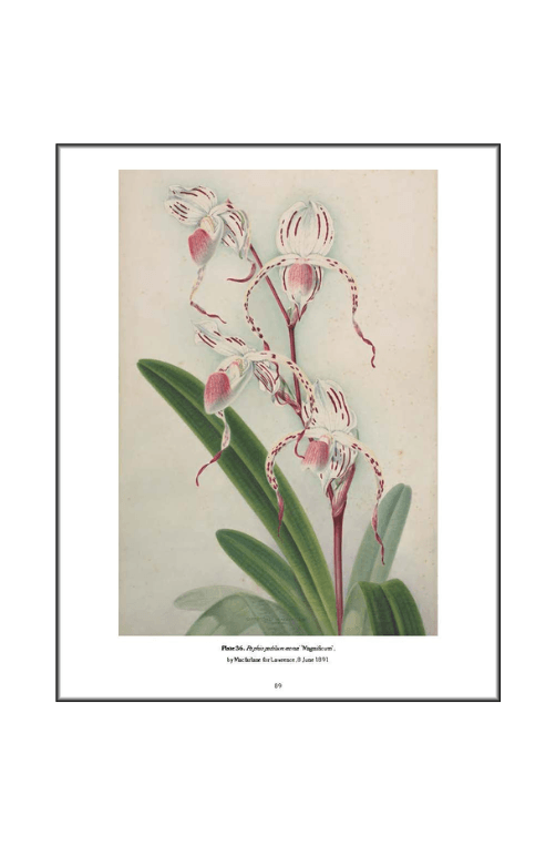 livro flor 03